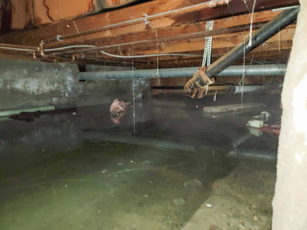 Best Carpet water damage restoration  in Burlington, IA
